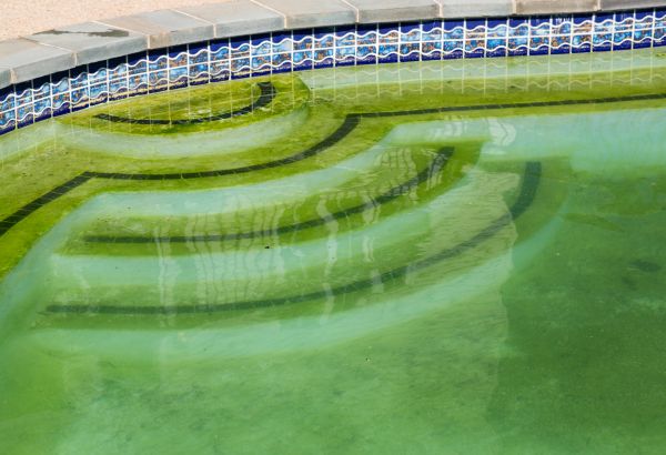 Cost of Pool Deck Algae Removal in Portland